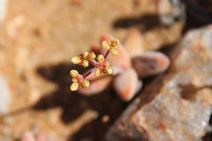 Crassula grisea