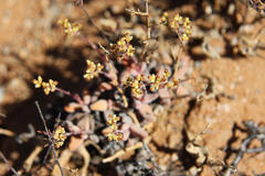 Crassula grisea