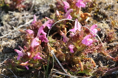 Pedicularis sylvatica