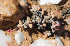 Crassula grisea
