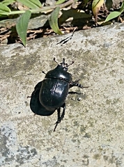 Ceratotrupes