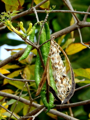 Handroanthus serratifolius