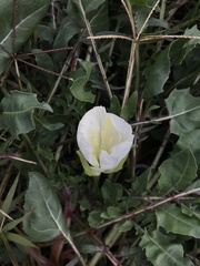 Oenothera acaulis