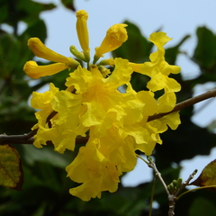 Handroanthus serratifolius