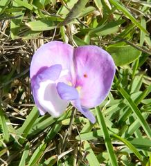 Vigna vexillata vexillata