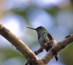 Elliotomyia viridicauda