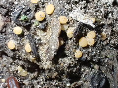 Pulvinula convexella