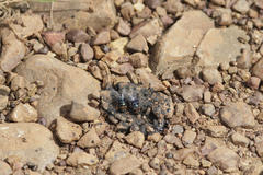 Chrysomya chloropyga