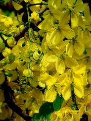 Cassia fistula