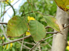 Handroanthus serratifolius