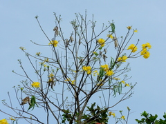 Handroanthus serratifolius