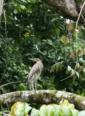 Tigrisoma