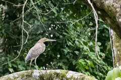 Tigrisoma