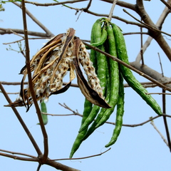 Handroanthus serratifolius