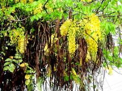 Cassia fistula
