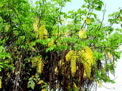 Cassia fistula