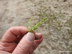 Lysimachia linum-stellatum