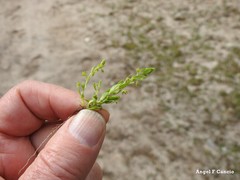 Lysimachia linum-stellatum