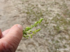 Lysimachia linum-stellatum