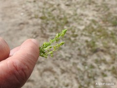 Lysimachia linum-stellatum