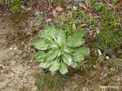 Echium plantagineum