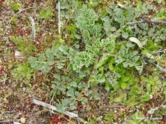 Pimpinella villosa