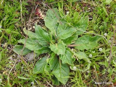 Echium plantagineum