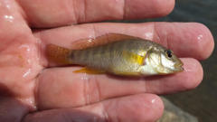 Pseudocrenilabrus philander