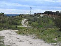 Retama sphaerocarpa