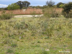 Retama sphaerocarpa