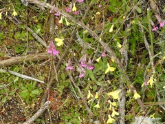 Silene colorata