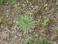 Echium vulgare