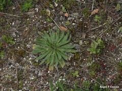 Echium vulgare