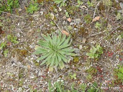 Echium vulgare