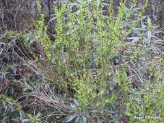 Cytisus scoparius