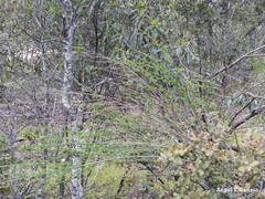 Cytisus scoparius