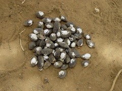 Aspatharia dahomeyensis