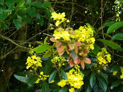 Acridocarpus natalitius natalitius