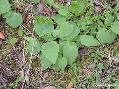 Doronicum plantagineum