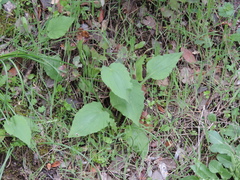 Doronicum plantagineum