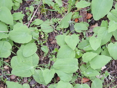 Doronicum plantagineum