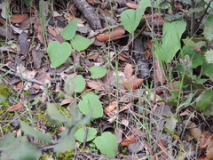 Doronicum plantagineum