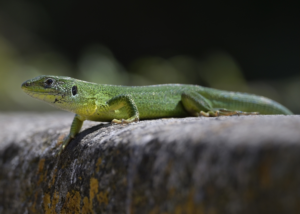 Western Green Lizard
