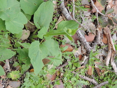 Doronicum plantagineum