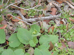 Doronicum plantagineum