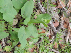 Doronicum plantagineum