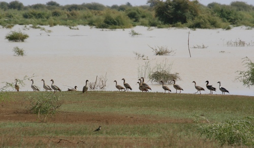 Egyptian Goose