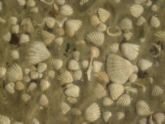 Senilia senilis