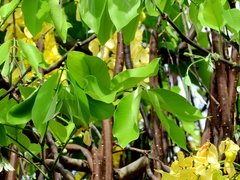 Cassia fistula