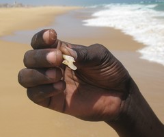 Terebridae